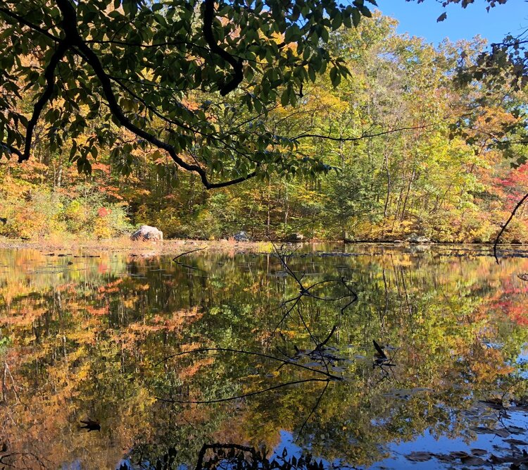 Connecticut Needs Environmental Leaders this November – Invest in Greenwich